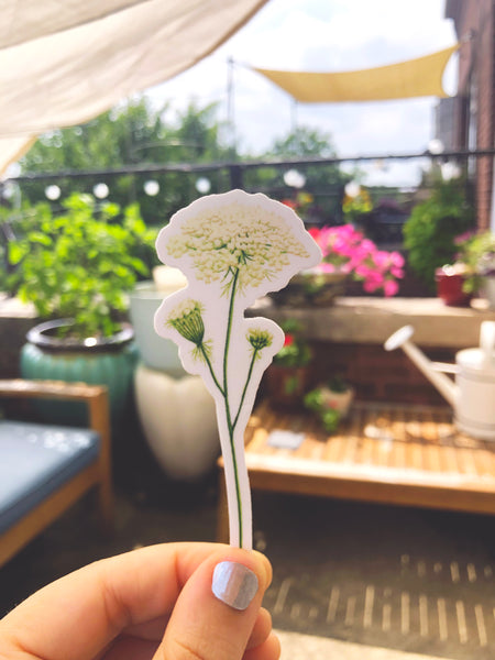 Queen Anne's Lace Sticker